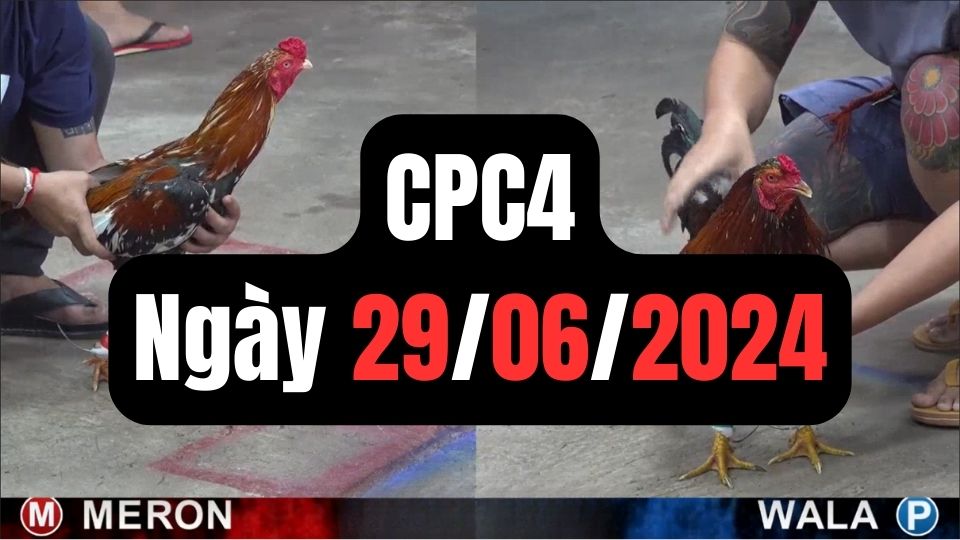 Đá gà CPC4 ngày 29-06-2024