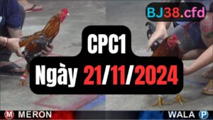 Đá gà CPC1 ngày 21-11-2024