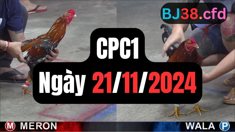 Đá gà CPC1 ngày 21-11-2024