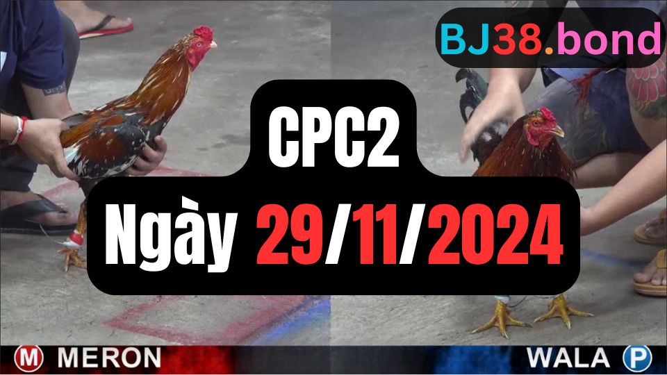 Đá gà CPC2 ngày 29-11-2024