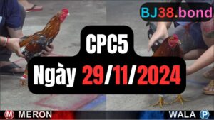 Đá gà CPC5 ngày 29-11-2024