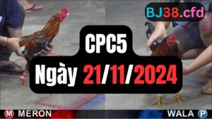 Đá gà CPC5 ngày 21-11-2024