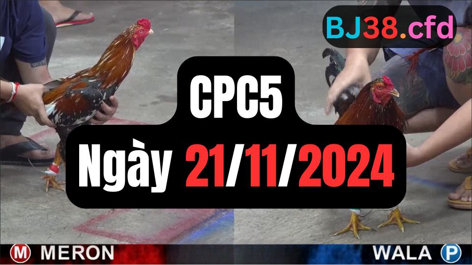 Đá gà CPC5 ngày 21-11-2024